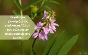 Εκχύλισμα γλυκόριζας ως εναλλακτική λύση των χαλκούχων σκευασμάτων στο αμπέλι