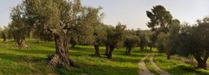 «Οι δρόμοι της Ελιάς»: Ένα Εθνικό Ερευνητικό Δίκτυο για ένα εθνικό προϊόν