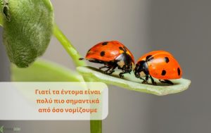 Γιατί τα έντομα είναι πολύ πιο σημαντικά από όσο νομίζουμε