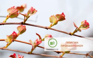 Αμπέλι: Οδηγός φυτοπροστασίας κατά το στάδιο διόγκωσης των οφθαλμών