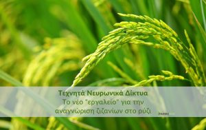 Τεχνητά Νευρωνικά Δίκτυα: Το νέο “εργαλείο” για την αναγνώριση ζιζανίων στο ρύζι