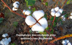 Παράγοντες που επιδρούν στην ανάπτυξη του βαμβακιού