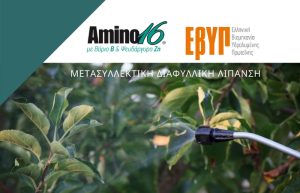Μετασυλλεκτική διαφυλλική λίπανση με Αmino16, με Βόριο (B) και Ψευδάργυρο (Zn)