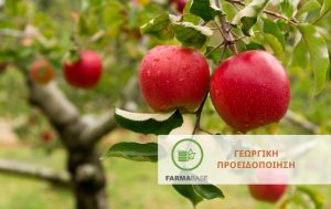 Μηλοειδή: Χειμερινές πρακτικές φυτοπροστασίας σε Μηλιά και Αχλαδιά