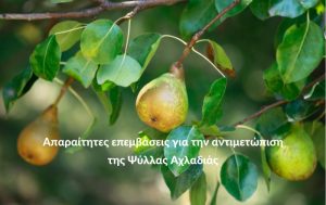 Ψύλλα Αχλαδιάς – Διαπιστώθηκε σημαντικός πληθυσμός του εντόμου