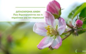 Διπλόχρωμα άνθη: Πώς δημιουργούνται και τι σημαίνουν για τον παραγωγό