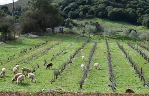Όσα πρέπει να γνωρίζετε για τους ελέγχους του ΟΠΕΚΕΠΕ –  Αποφυγή ποινών