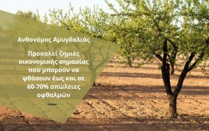 Ανθονόμος – Το έντομο που τρέφεται από τους οφθαλμούς της Αμυγδαλιάς