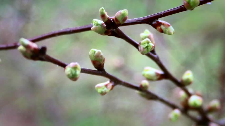 early flowerung