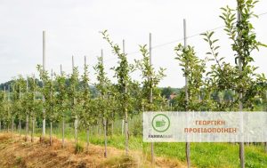 Μηλιά: προσβολές από Κόκκινο Τετράνυχο – Φουζικλάδιο – Ωΐδιο