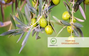 Φυτοπροστασία Ελιάς από Κυκλοκόνιο – Ανθράκωση – Πυρηνοτρήτη