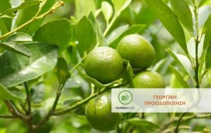 Θερινές Επεμβάσεις Φυτοπροστασίας στα Εσπεριδοειδή