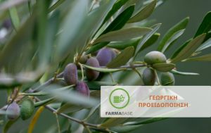 Φυτοπροστασία στην Ελιά μετά τις φθινοπωρινές βροχοπτώσεις