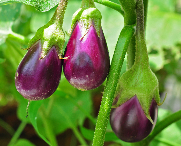 eggplant1