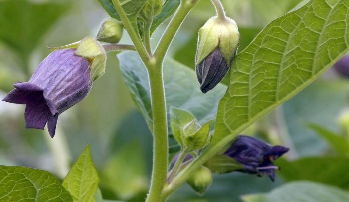 eggplant2