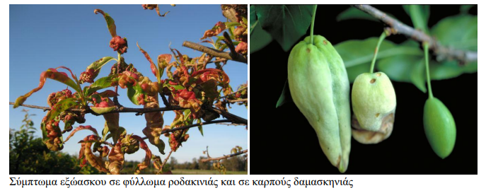 eksoaskos damaskinia rodakinia