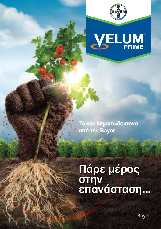 eksofyllo velumprime