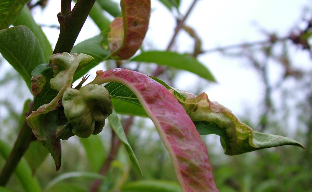 ekswaskos rodakino