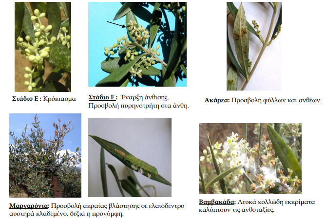 elia fytoprostasia symptomata