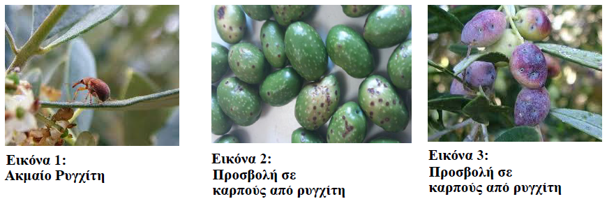elia rygxiths all