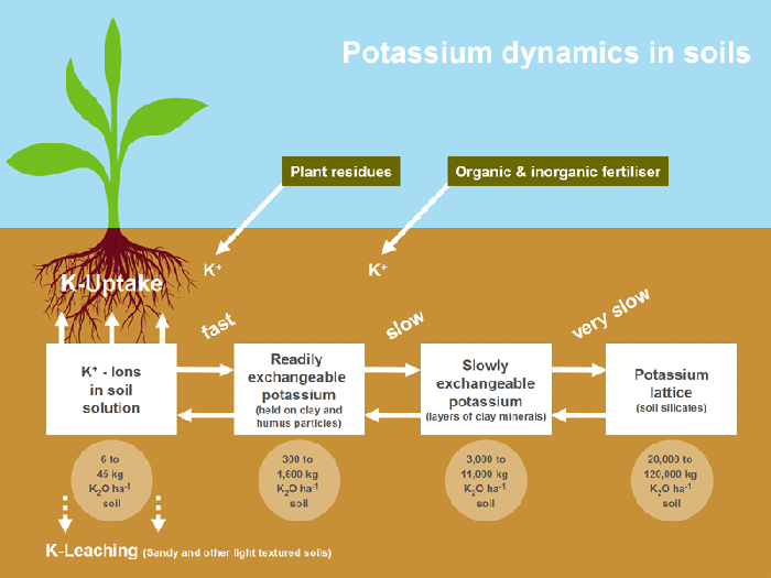 en fertiliser advisory service nutrients potassium 100129