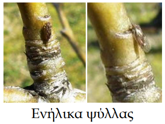 enhlika psylla