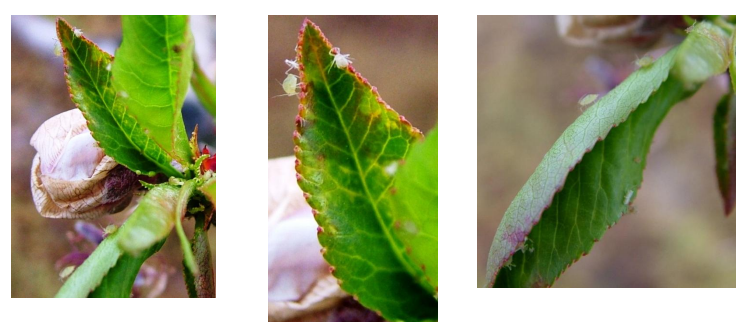 entoma rodakinias