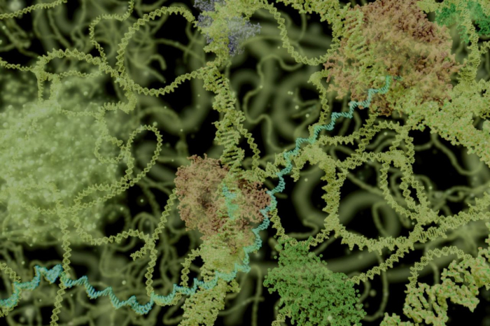 enzymes for plants probiotics for gardeners