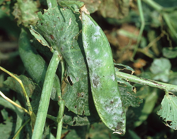 erysiphepisi