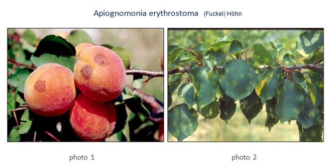 erythrostoma pyrhnokarpa 1