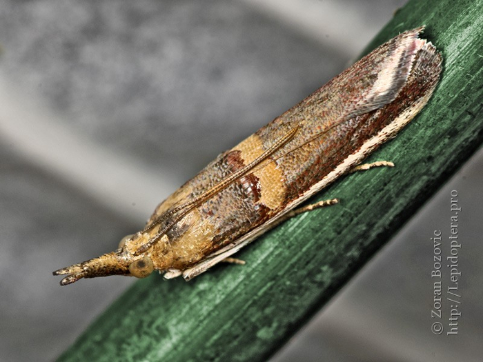 etiella