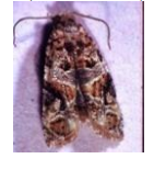 eudemida ampeli