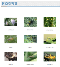 exthroi 200