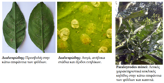 exthroi astheneies esperidoeidwn DIALEYRWDEIS PARALEYRWDEIS MINEI