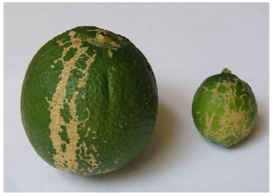 exthroi esperidoeidwn thripes