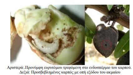 eyrytomo pronymfi