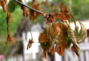 Άμεσες επεμβάσεις σε Πυρηνόκαρπα για Μονίλια και Εξώασκο