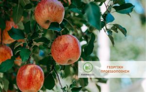 Φυτοπροστασία Μηλοειδών κατά το στάδιο ανάπτυξης καρπιδίων