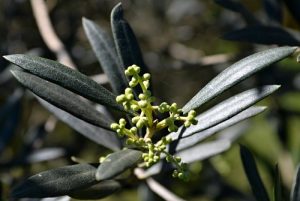 Ελιά : Κίνδυνος από τις υψηλές θερμοκρασίες