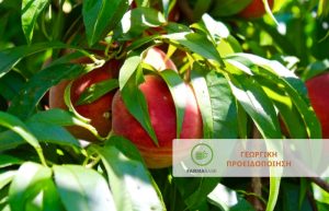 Θρίπες και Μονίλια στο ευαίσθητο στάδιο της άνθισης σε Πυρηνόκαρπα