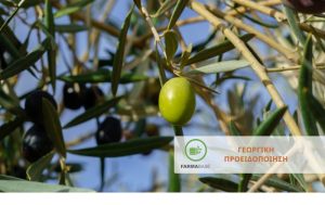 Φθινοπωρινή φυτοπροστασία Ελιάς