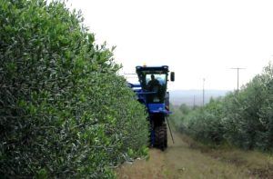 Ποικιλία Ελιάς Arbequina I-18 – Δυναμική καλλιέργεια πρόκληση για τους Έλληνες παραγωγούς