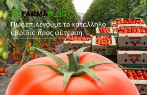 Πως επιλέγουμε το κατάλληλο υβρίδιο προς φύτευση