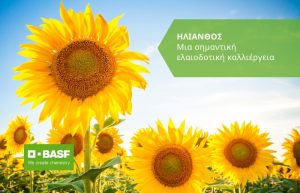 Ηλίανθος – Μια σημαντική ελαιοδοτική καλλιέργεια