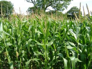 Αραβόσιτος (Zea mays): Όλα όσα πρέπει να ξέρετε για την Τεχνική καλλιέργειας Αραβόσιτου