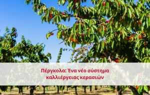 Πέργκολα: Ένα νέο σύστημα καλλιέργειας κερασιών