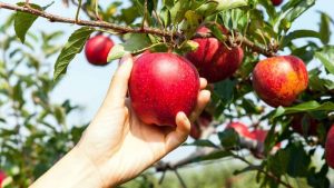Παράγοντες που επηρεάζουν σημαντικά την καρπόδεση των οπωροφόρων δένδρων