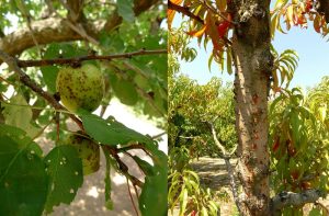 Ασθένειες και εχθροί πυρηνόκαρπων