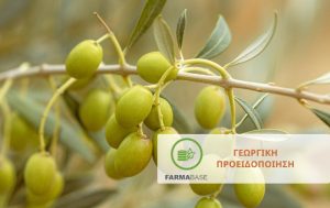 Ελιά: Φυτοπροστασία κατά την καρπόδεση σε όψιμες περιοχές