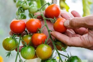 Γεωργική προειδοποίηση για την Τομάτα Θερμοκηπίου